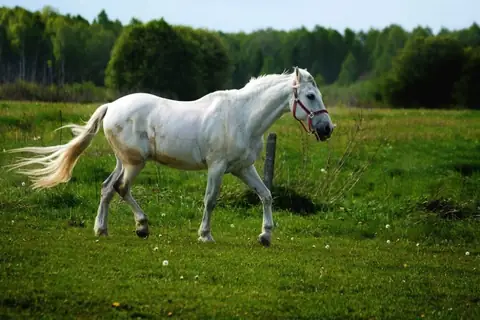 Turn Your Part-Time Equestrian Business Into A Million Dollars Company In 2023